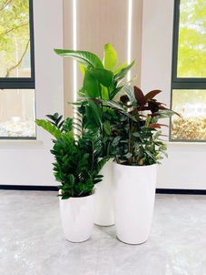 鄞州绿化养护，实惠价享专业服务，绿植茁壮成长！